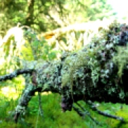 Tibradden lichen