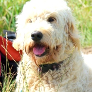Izzy the goldendoodle