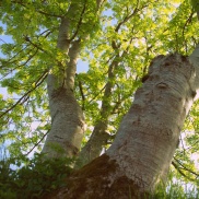 Ash trees in Ticknock